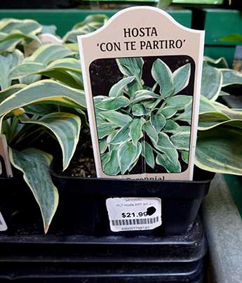 Hostas for Sale