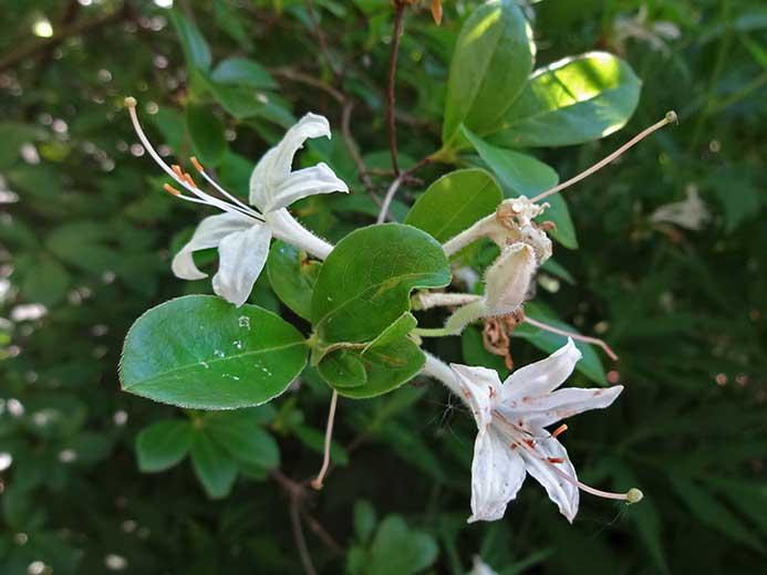 Swamp Azalea