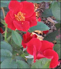 'Home Run' shrub Rose