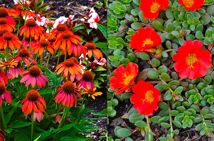 Coneflower 'Cheyenne Spirit' and Portulaca 'Rio Grande ORANGE'