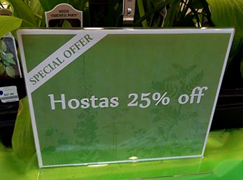 Hosta Sale