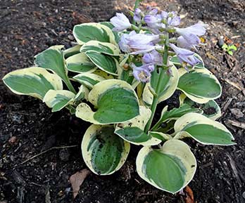 Mighty Mouse Hosta