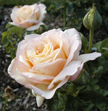 Peace Rose