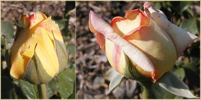 Peace Rose buds