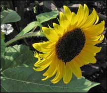 Sunflower 'Ballad'