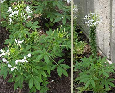 'Spirit Frost' Cleomes