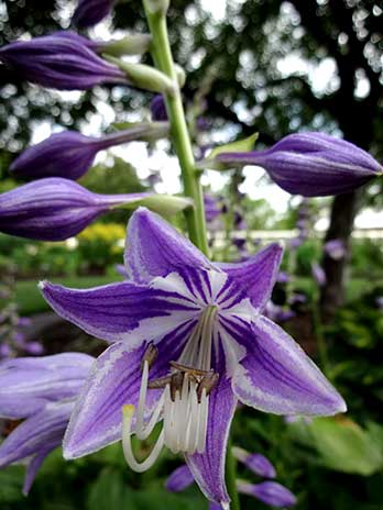 Hosta 'Aureomaculata' blooms