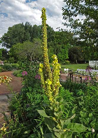 Common Mullein