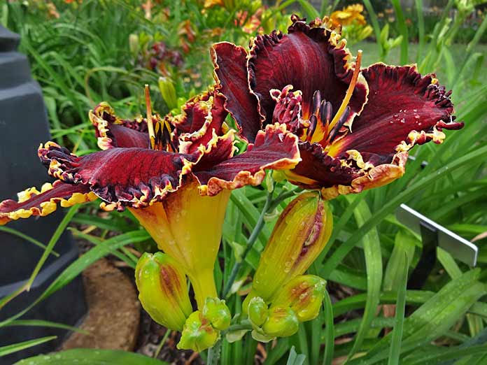 Daylily 'Spacecoast Devil's Disciple'