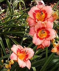 'Stawberry Candy'