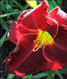 Baklit daylily