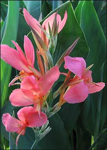 Water Canna 'Erebus'