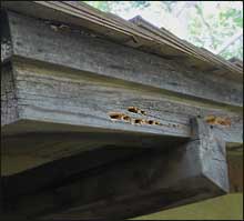 Carpenter bee holes