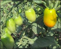 Tomato 'Sugary'