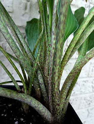 Hosta 'Cooltini'