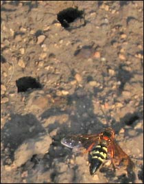 Cicada Killer Wasp