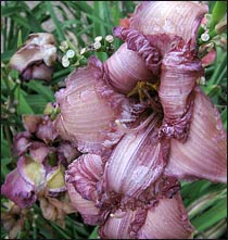 Dead Daylily