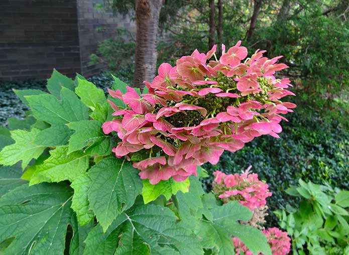 Hydrangea 'Ruby Slippers'