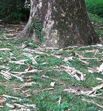 Sycamore tree sheddings