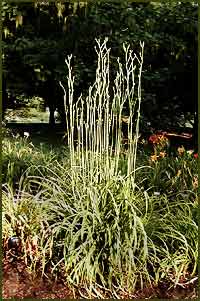 Altissima Daylily