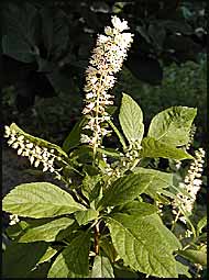 Sweet Pepper Bush