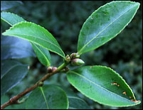 Camellia olifera 'Lu Shan snow'