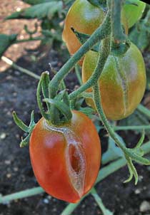 Tomato 'Sugary'