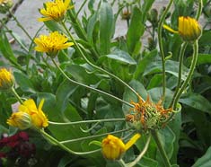 Calendula