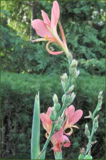 Canna 'Erebus'