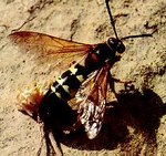 Cicada Killer Wasp  (Copyright (c) 1995-2004 Conservation Commission of Missouri. All rights reserved)