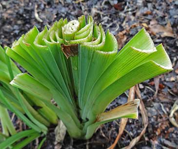 Trimmed fans of daylilies 