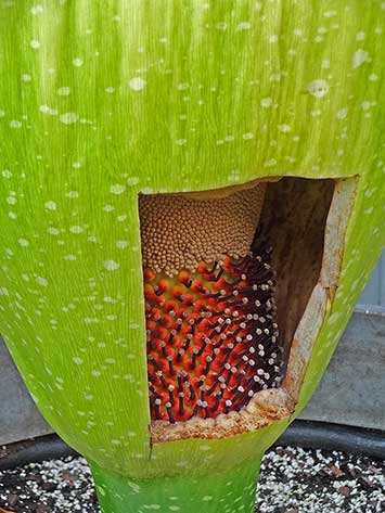 Corpse flower cut opening to show flowers at the base