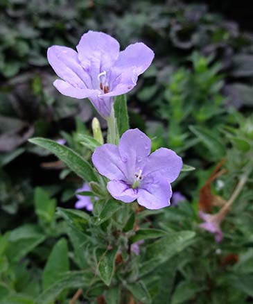 Wild Petunias (Ruellia humilis)