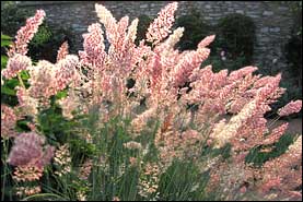 'Pink Crystals'