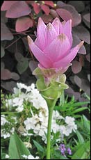 Land Lotus