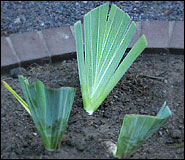 Iris fans