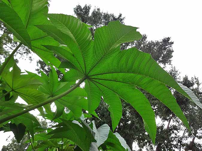 Underside of castor bean leaf (Ricinus communis)