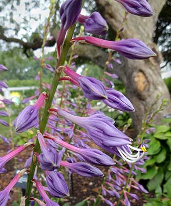 Hosta clausa 