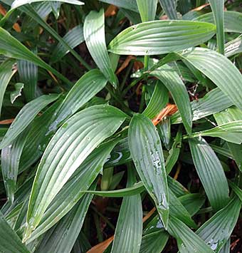 Hosta longissima