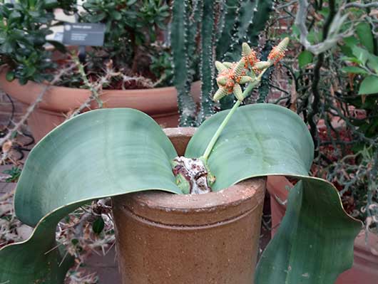 Welwitschia mirabilis