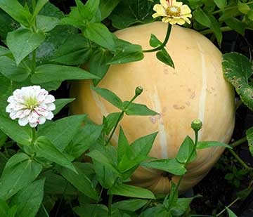 Atlantic Giant pumpkin