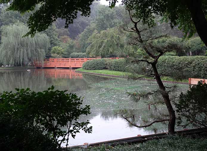 Missouri Botanical Garden: pond in the Japanese Garden