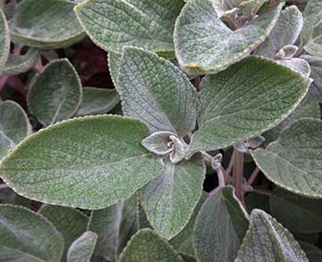 Silver Spurflower