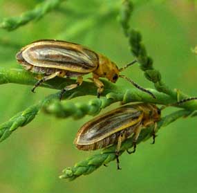 Tamarisk beetle (National Park Service photo)