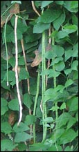 Asparagus Bean