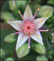 Sedum flower