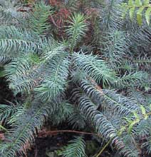 Chinese fir