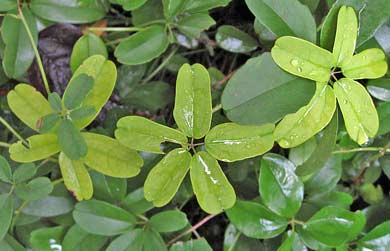 Chocolate Vine