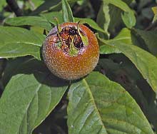 Melar fruit