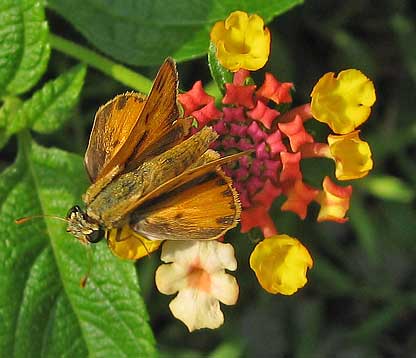 Skipper